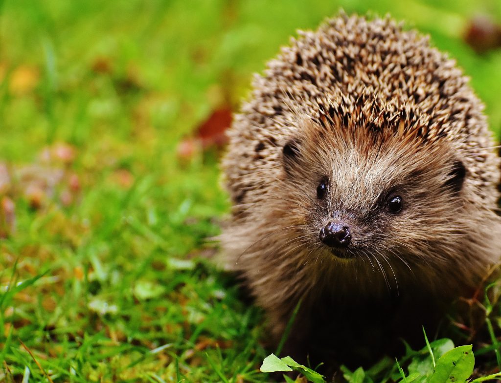 Igel - Symbolfoto: pixabay
